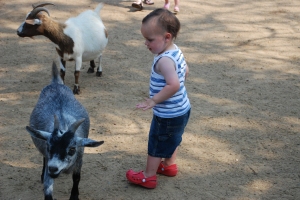 Toddler and goats
